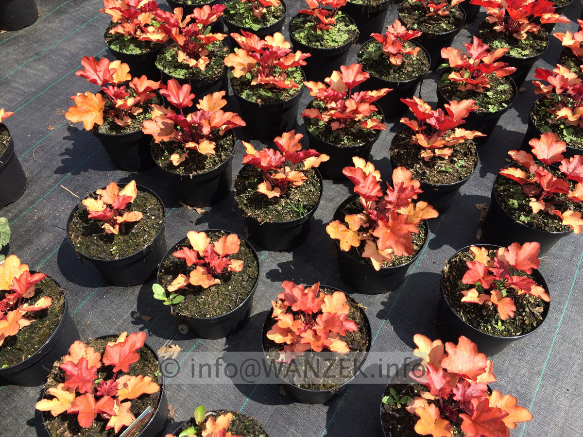Heuchera Hybride Peach Flambe 02.JPG